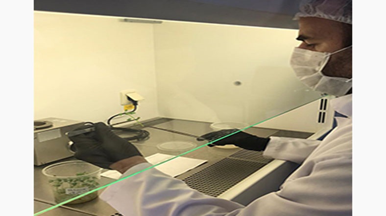 AR TARIM Ankafar Mini Tuber Production Cooperation Continues At Full Speed!